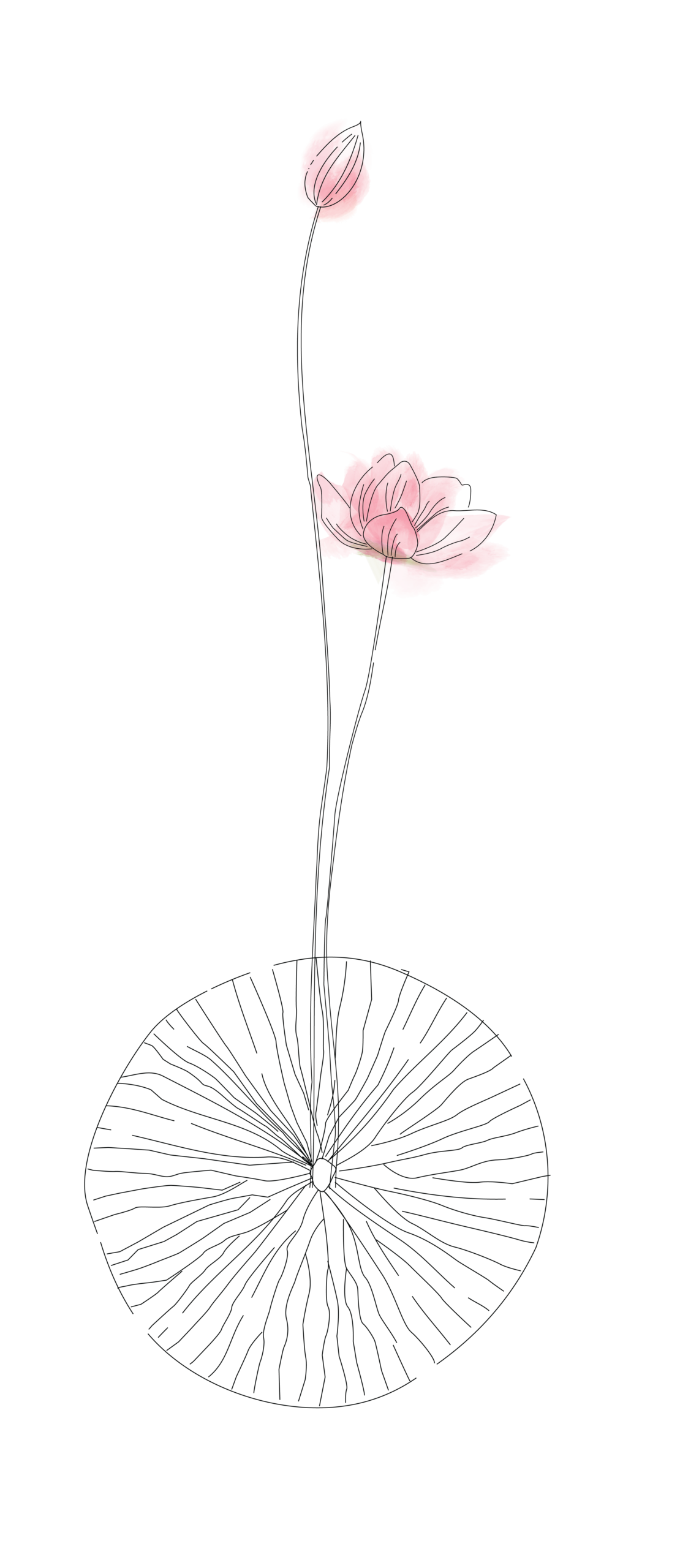 Lotus Flower Stem