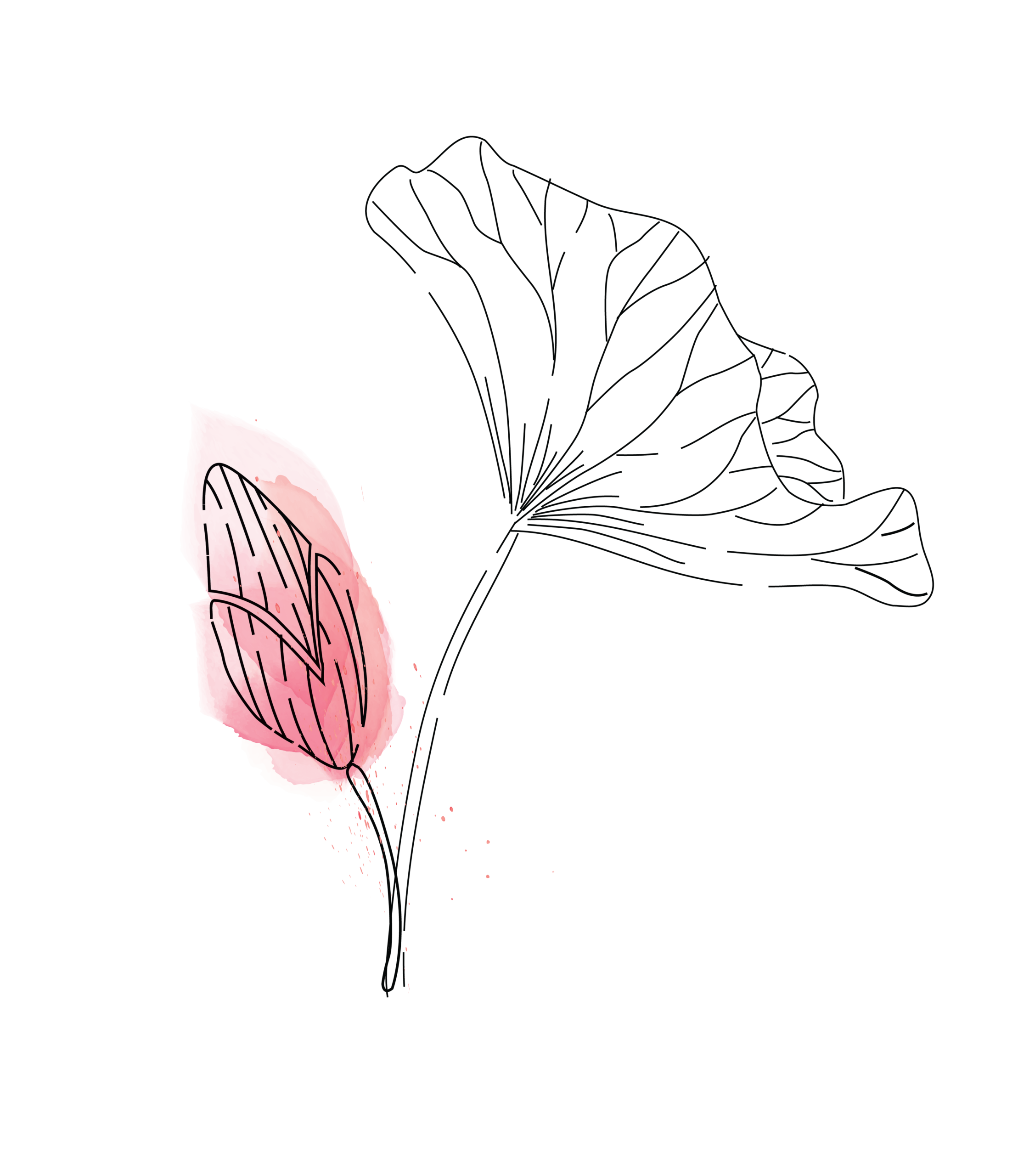 Flower Illustration